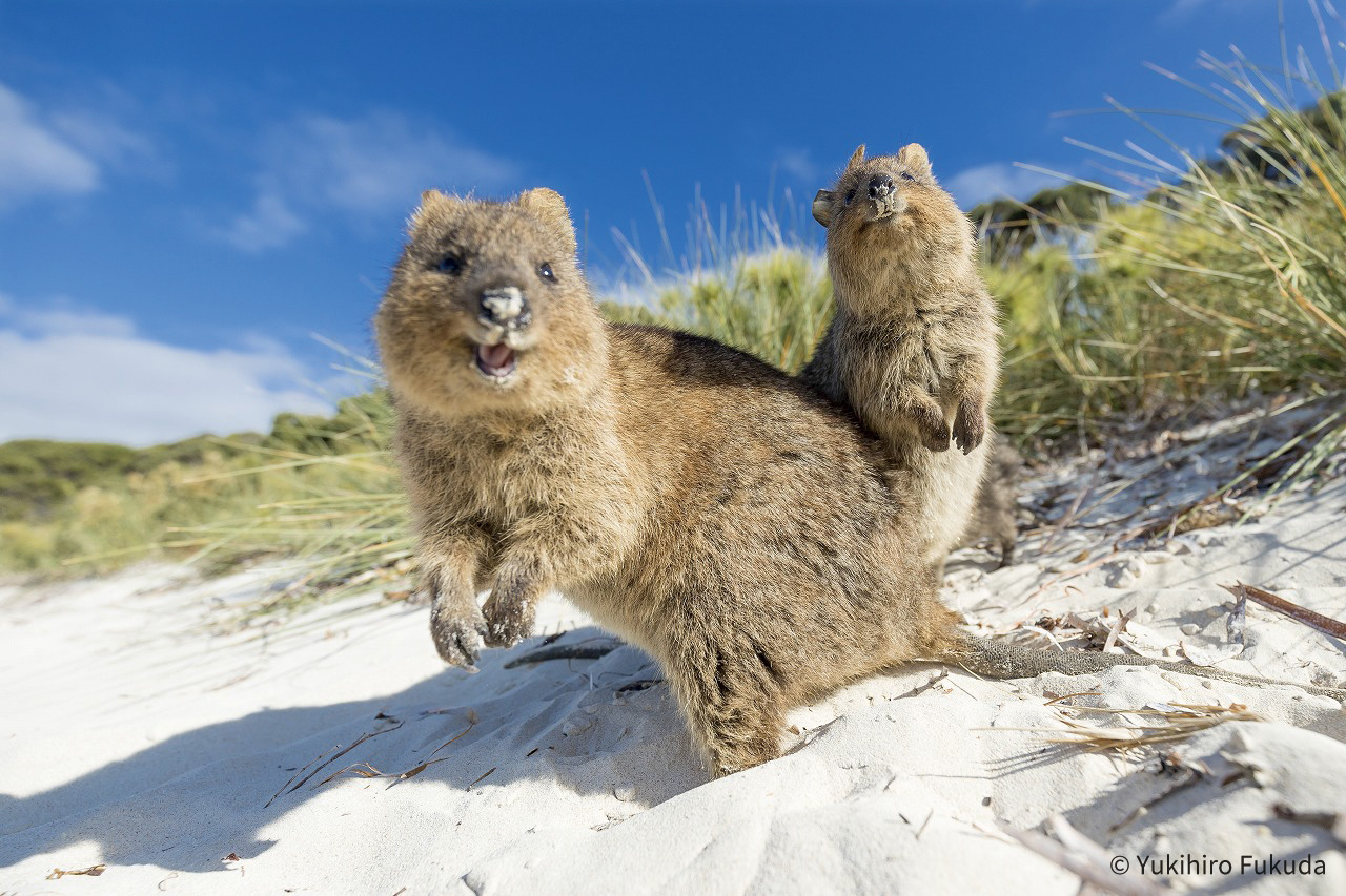 エレガント笑う 動物 オーストラリア 最高の動物画像