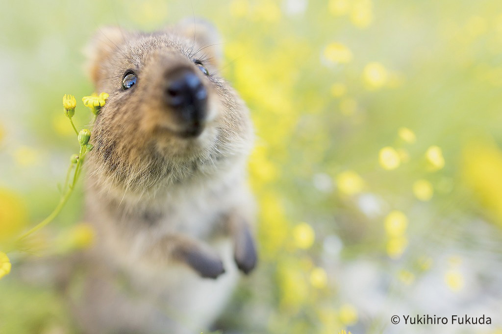 世界で一番幸せな笑顔を持つ動物 クオッカに会える 日本写真企画 フォトコン