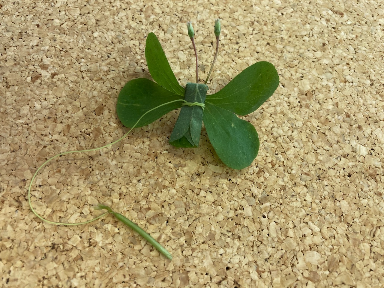 かわいい草花あそび 日本写真企画 フォトコン
