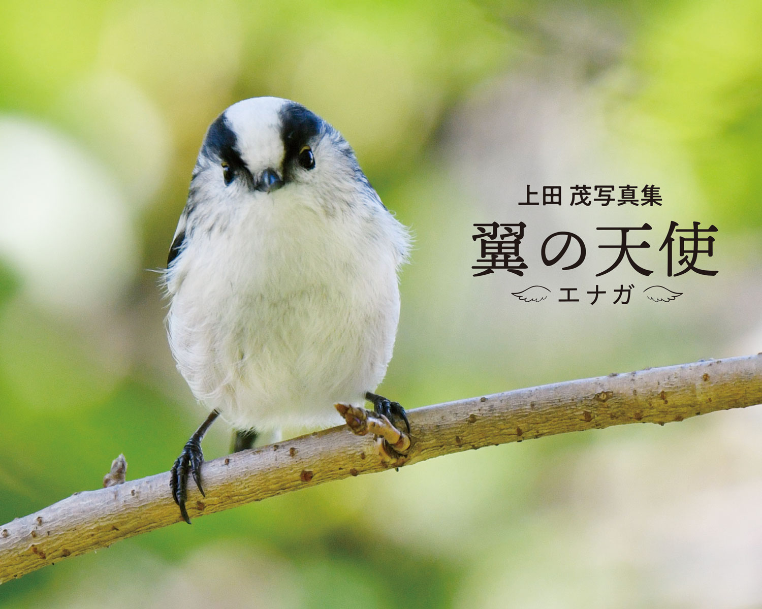 翼の天使 エナガ 日本写真企画 フォトコン