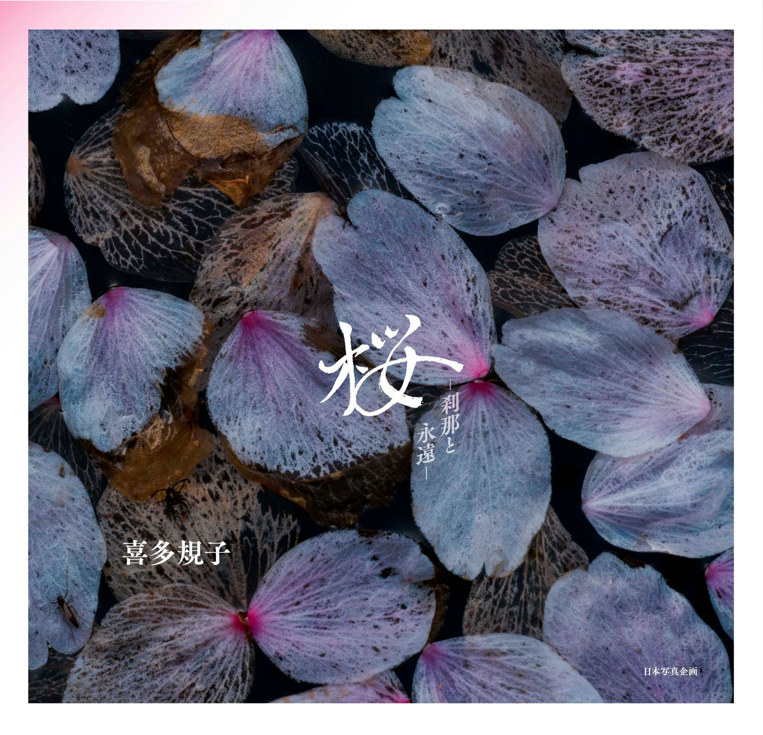 桜 ～刹那と永遠～ – 日本写真企画 フォトコン