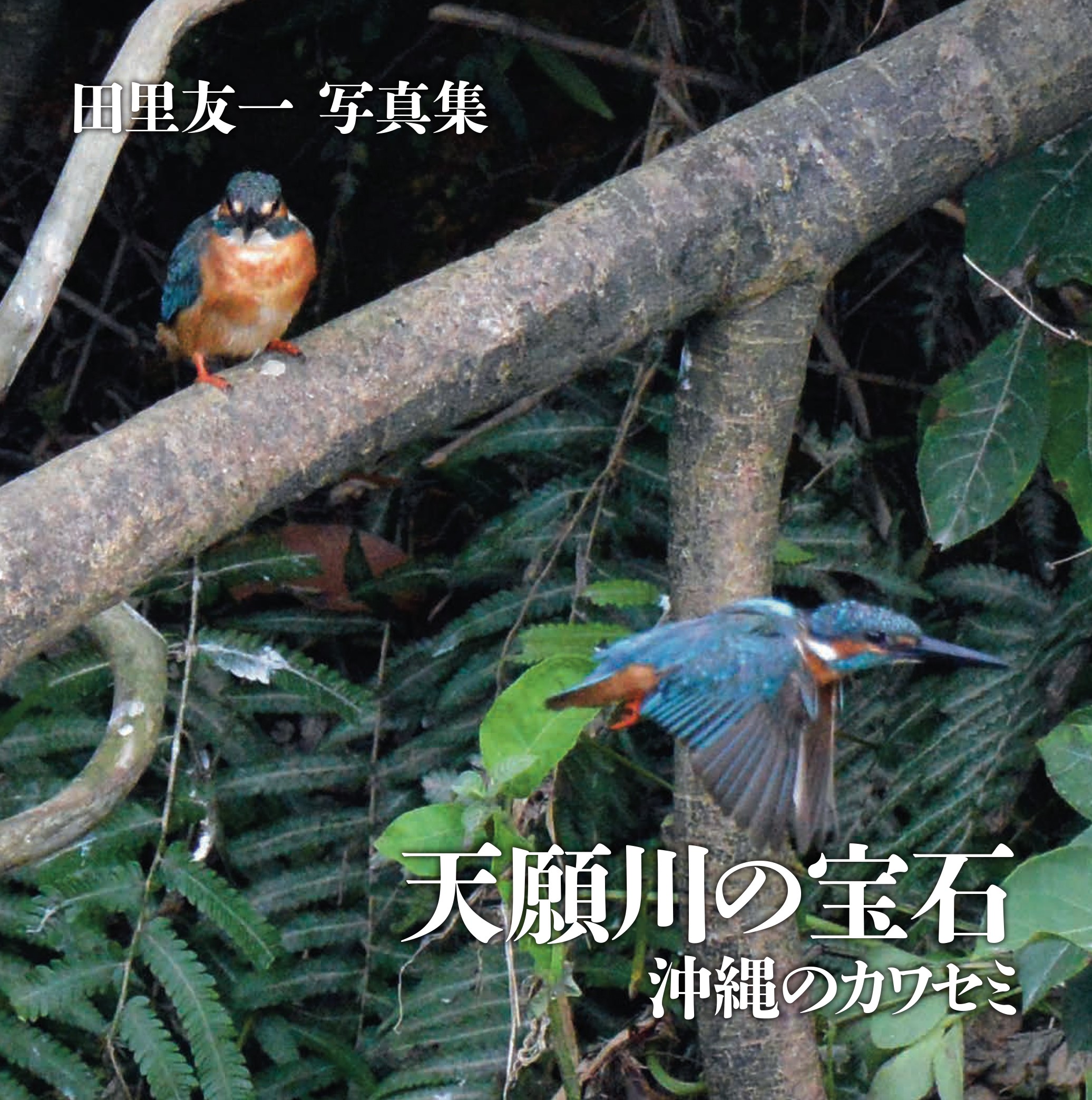 天願川の宝石-沖縄のカワセミ – 日本写真企画 フォトコン