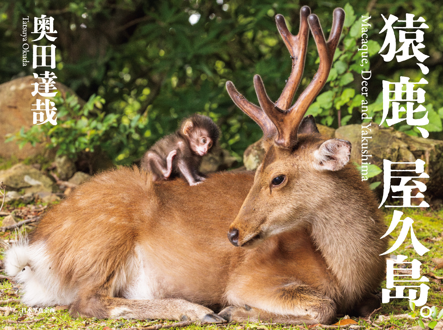 猿、鹿、屋久島。 – 日本写真企画 フォトコン