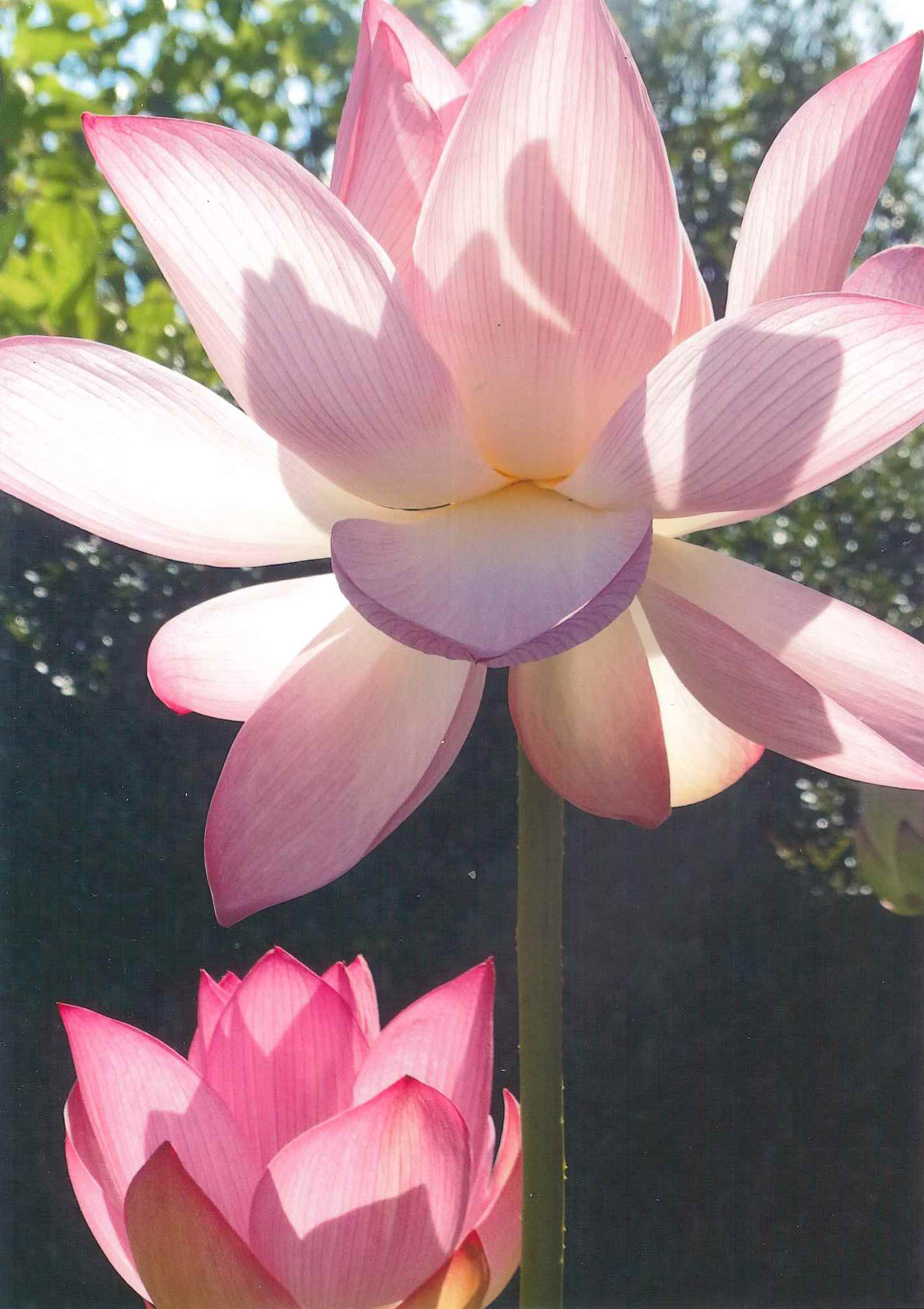 フォト俳句